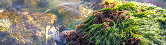 image of sea moss on rocks