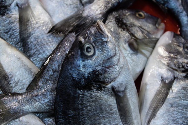 Fatty Fish
