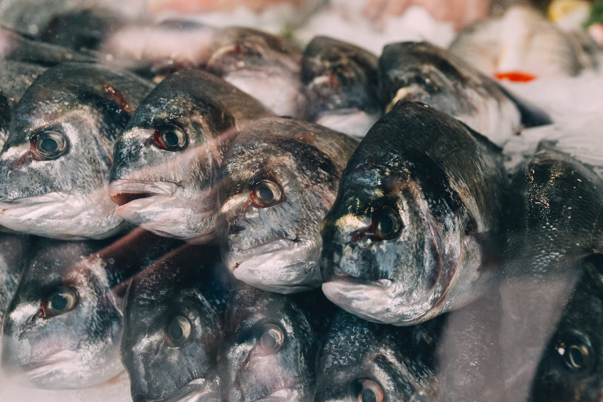 Marine collagen source shown by an image of fish