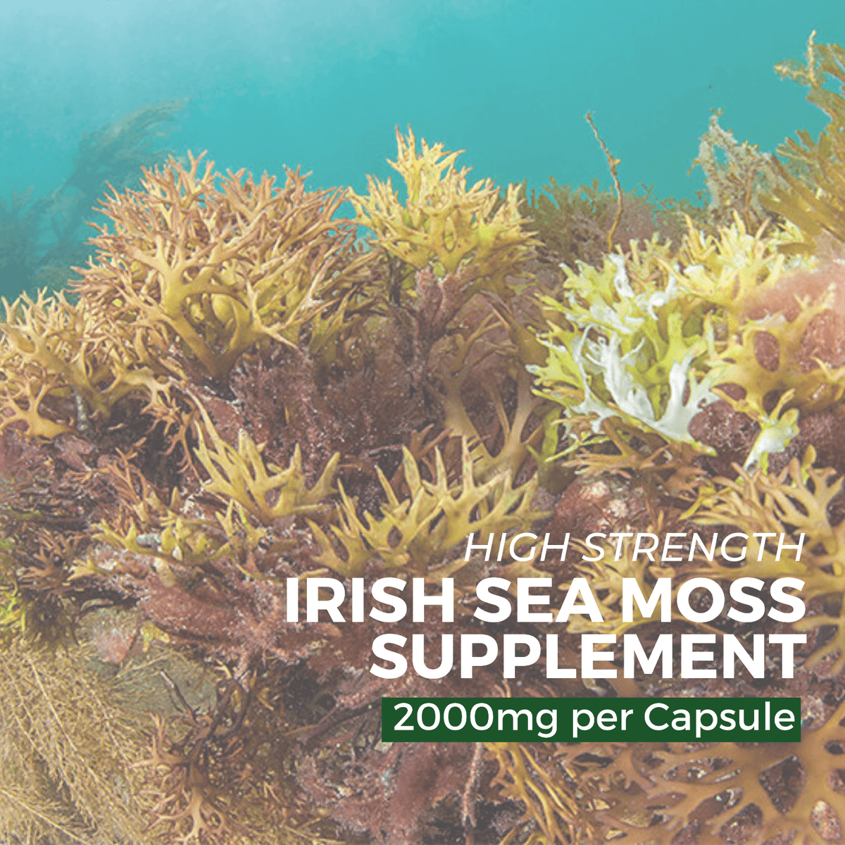 Nutripact Sea Moss Complex Capsules against a marine background with promotional text - High Strength Irish Sea Moss Supplement - 2000mg per Capsule